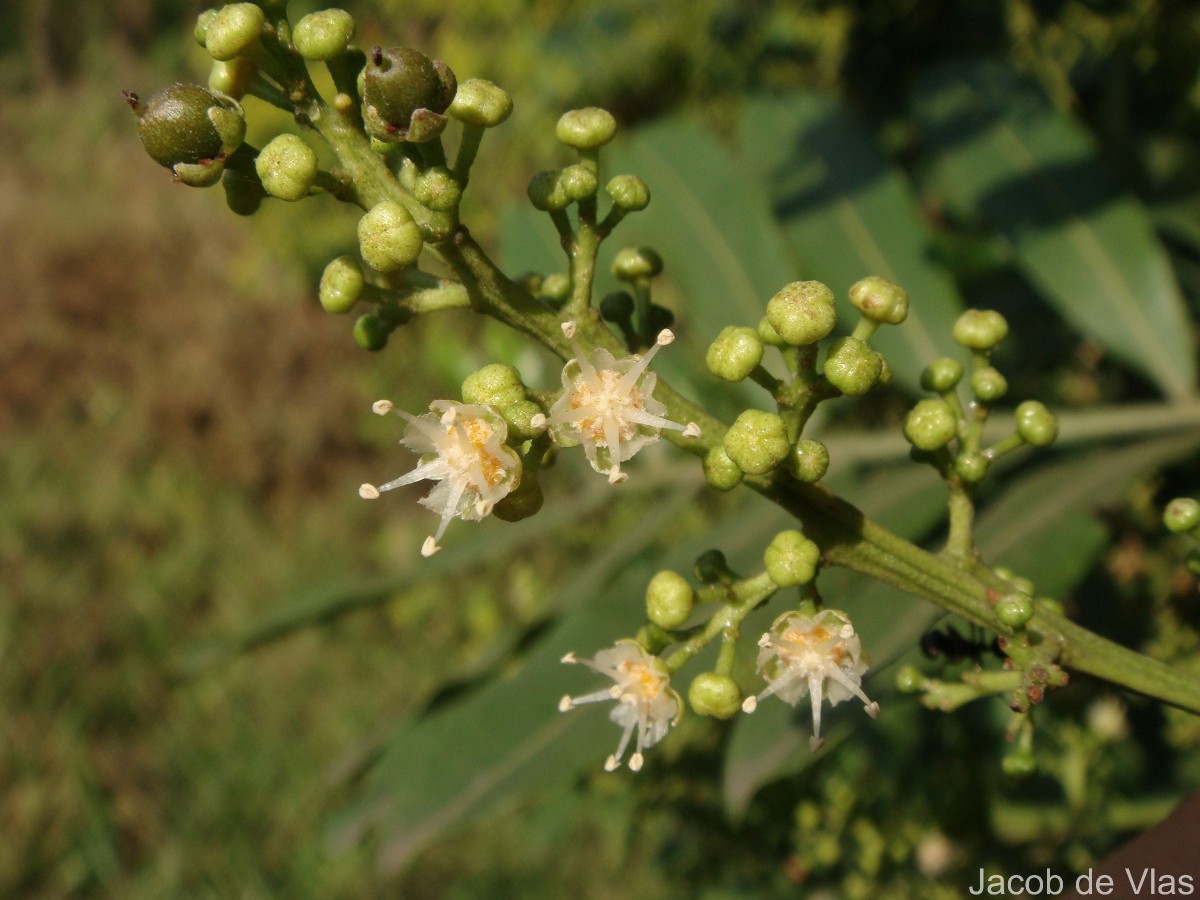 Filicium decipiens (Wight & Arn.) Thwaites